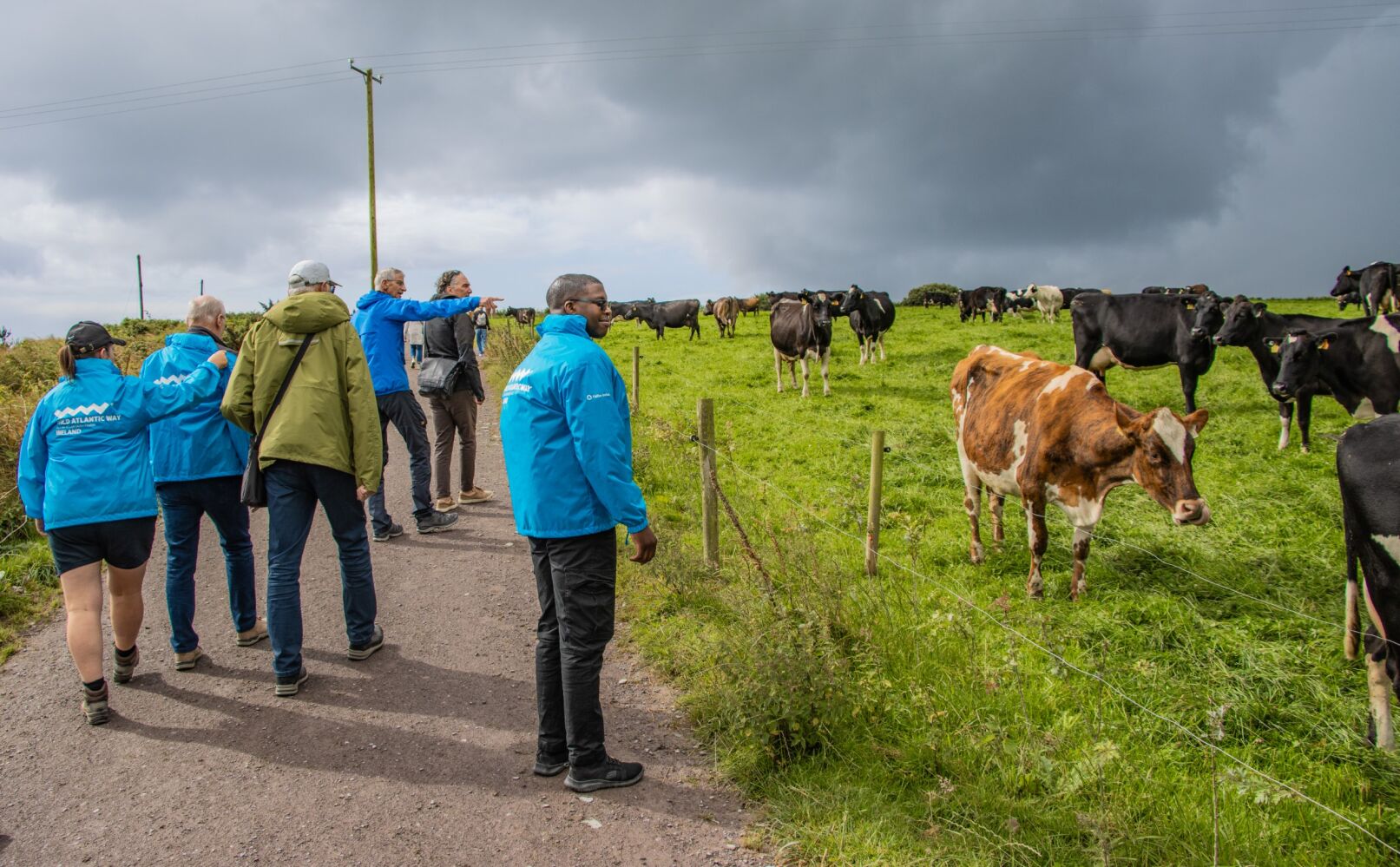 Visitors on farm road with cows in field