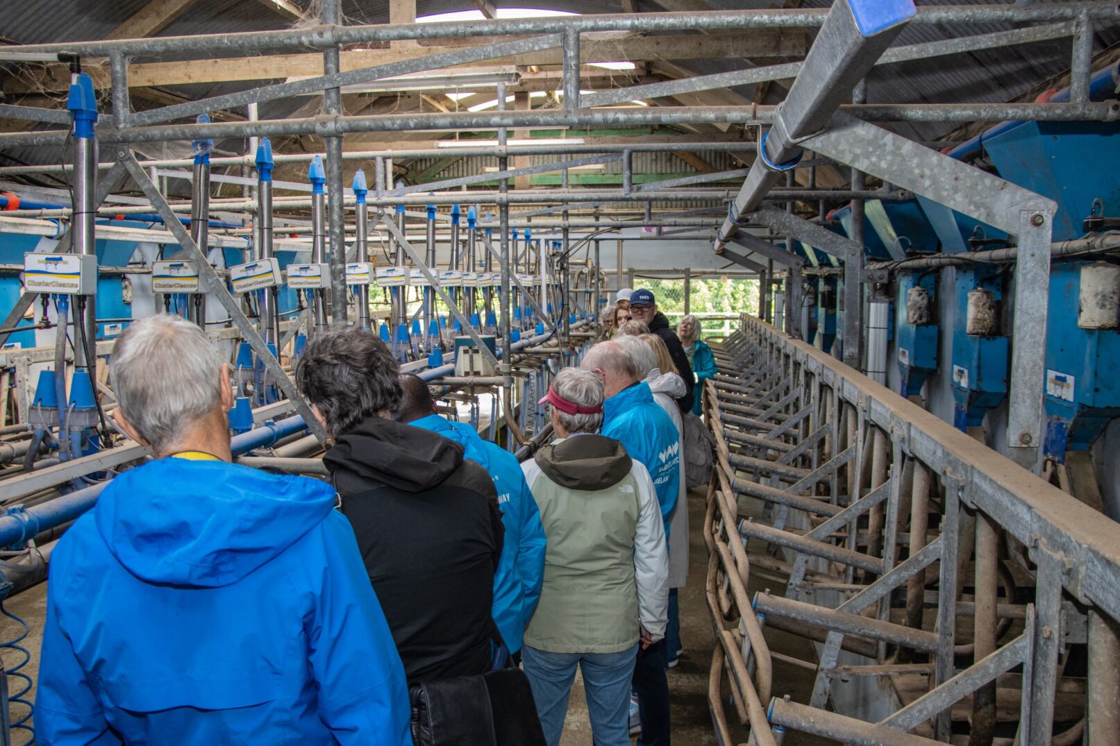 Milking shed with visitors