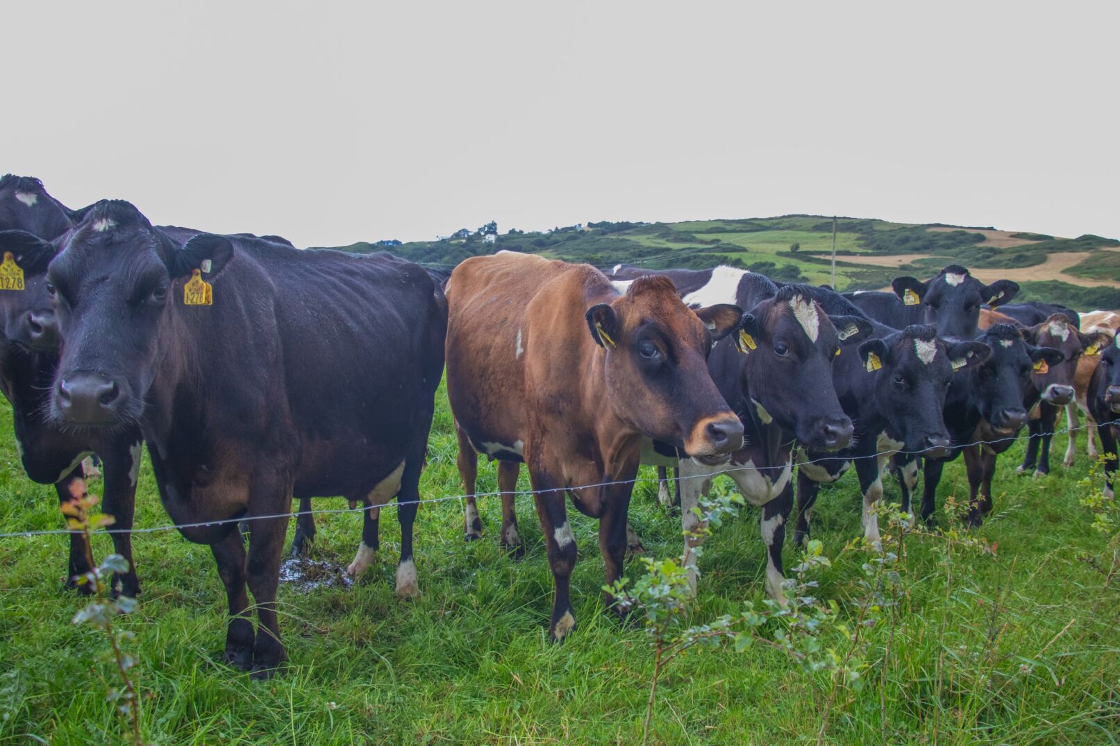 Cows behind a fence