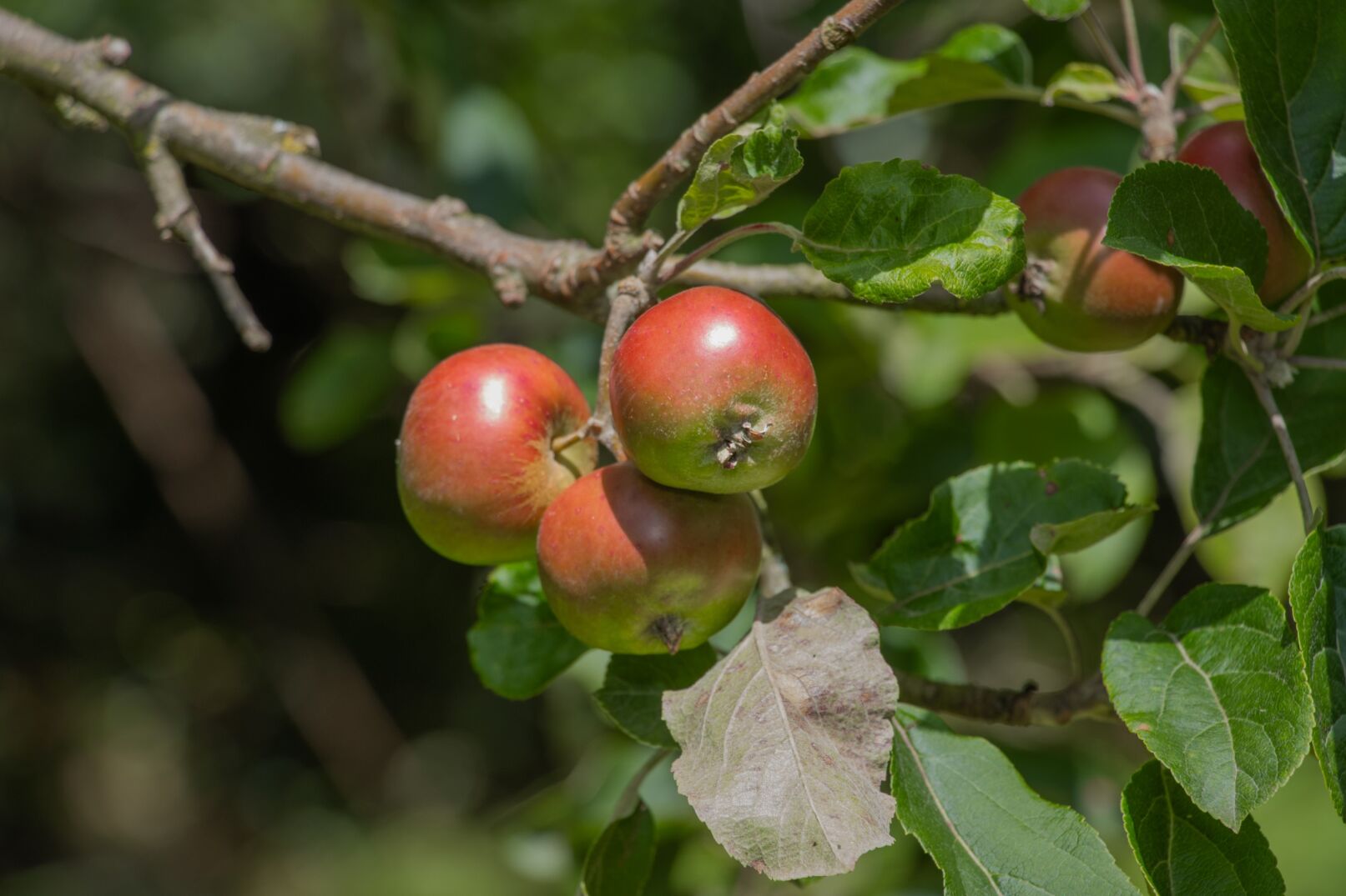 Wild apples on tree - close-up