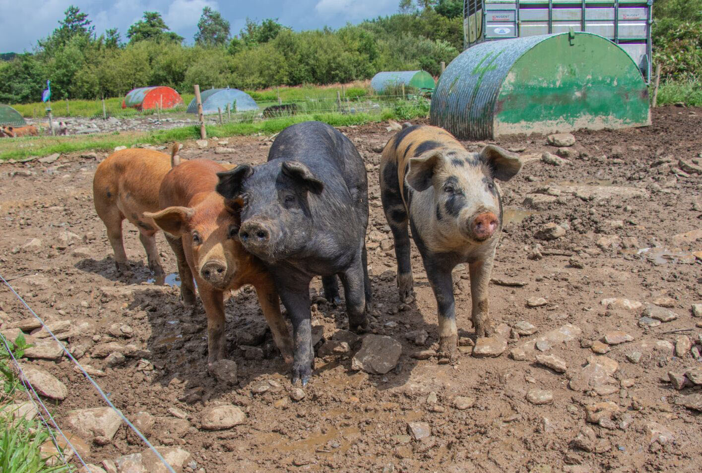 Pigs in pen