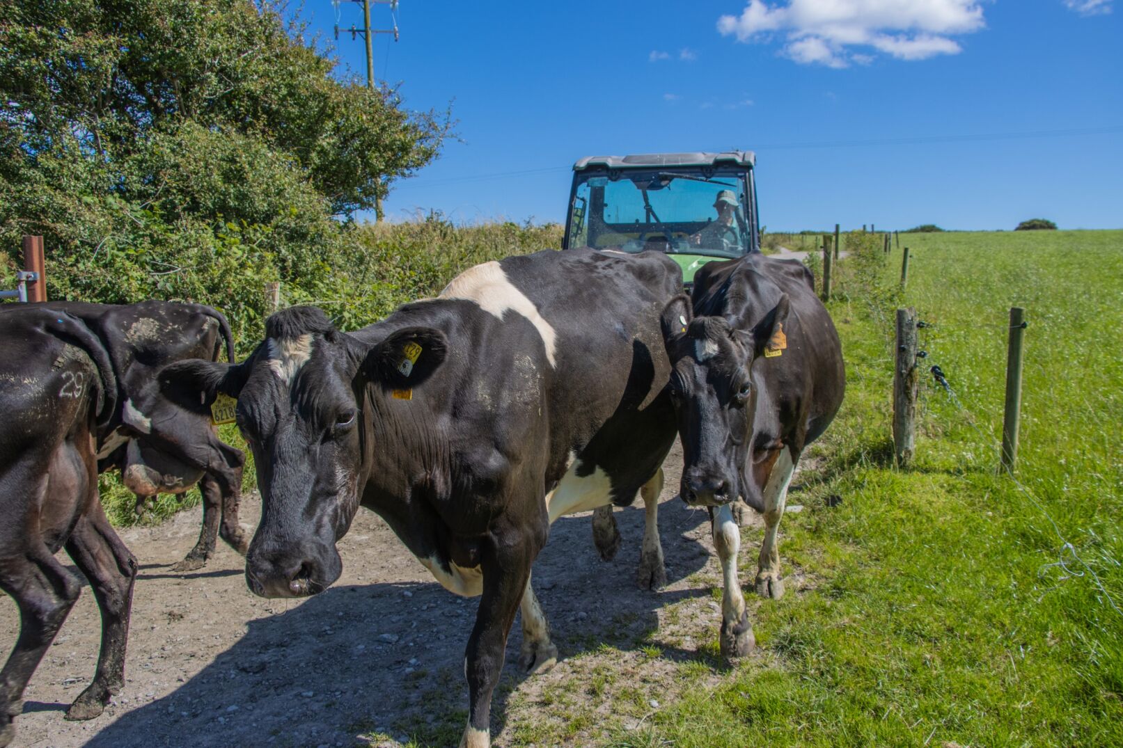 Cows walking in front of a tractor